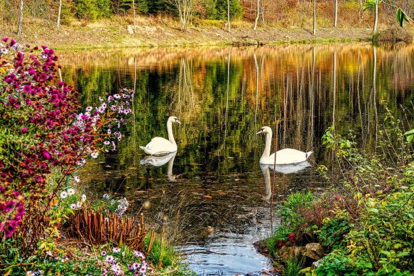 Fotogalerie des Waldschlösschens 7 Schwäne auf dem Teich des Waldschlösschen-Gehege (2022)