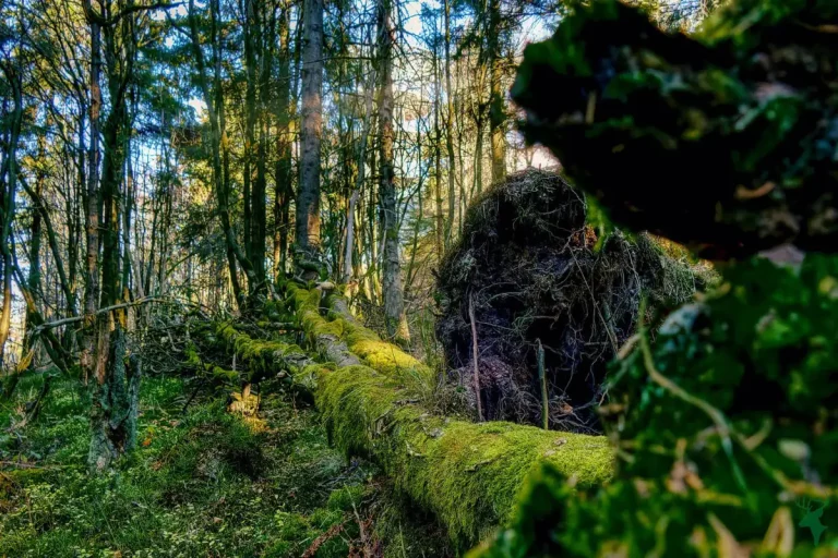 Ausflugsziele in der Region 3 Borealer Wald am Inselsberg