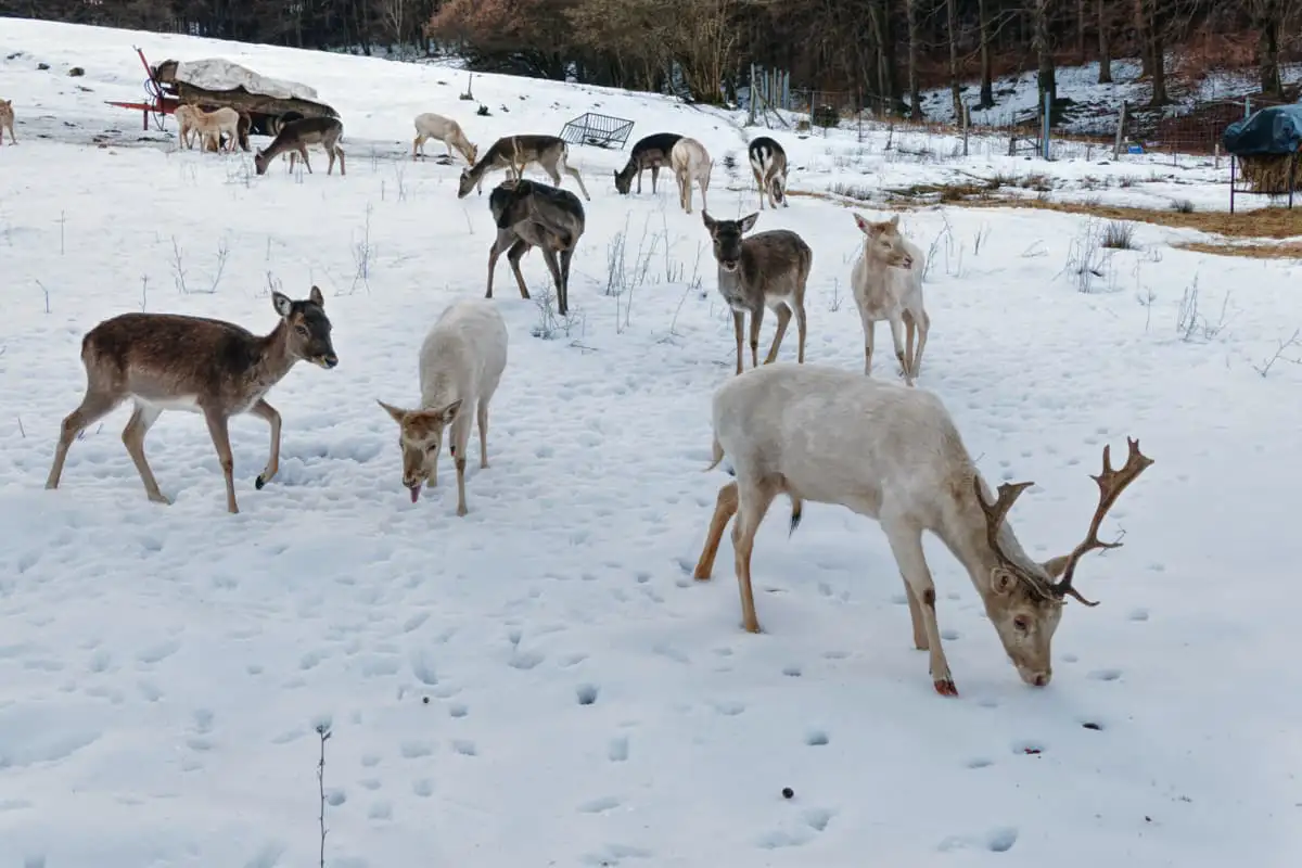 Damwild im Winter am Waldschlösschen-Gehege (2022)