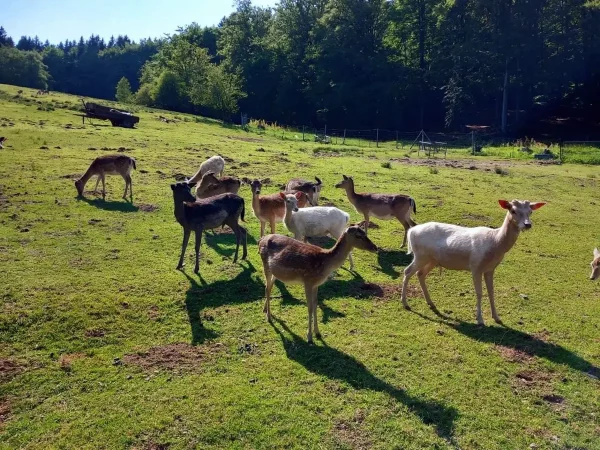 Fotogalerie des Waldschlösschens 8 wild