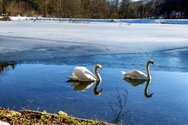 Fotogalerie des Waldschlösschens 15 winterschwaene